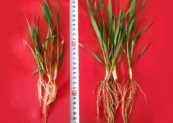 沃豐生物有機(jī)肥小麥?zhǔn)痉短?/>
						</div>
						<p>沃豐生物有機(jī)肥小麥?zhǔn)痉短?/p>
					</a>
				</li>
				
			</ul>
		</div>
	</div>
	<div   id=