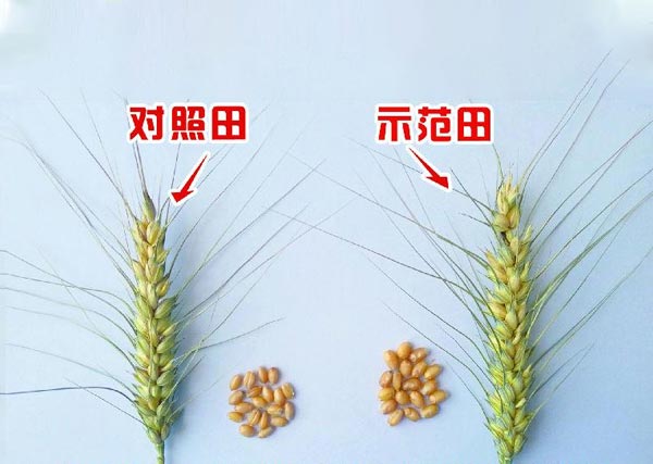 ?2018年五原沃豐生物有機肥小麥同肥同溝和勝鄉(xiāng)銀歲橋村示范田